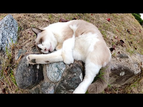 足がつった猫！？(YouTube)
