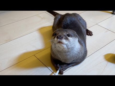 カワウソにカップを取られたら隅々まで遊び尽くされる If the otter gets the cup, he’ll play with it thoroughly.(YouTube)