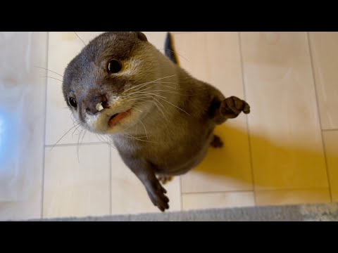 へちまの種を鼻にひっつけて大興奮するカワウソ Loofah was the best plaything for otters!(YouTube)