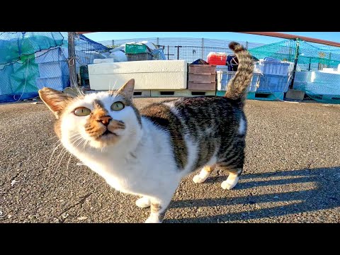 漁港の野良猫たちが撫でられに集まってきた(YouTube)