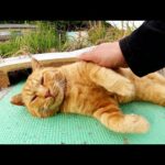 茶トラ猫が「もっと触っていいよ！」と無防備な姿勢になる(YouTube)
