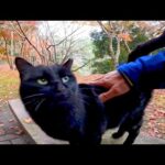 遊歩道を散歩中に雨が降ってきたので東屋で黒猫と一緒に雨宿りしてきた(YouTube)