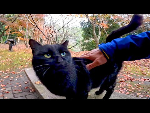 遊歩道を散歩中に雨が降ってきたので東屋で黒猫と一緒に雨宿りしてきた(YouTube)