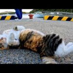 釣り人の後ろで待機中の猫をナデナデしてきた(YouTube)