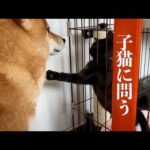子猫に何かを問いただす柴犬。(YouTube)