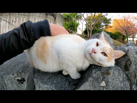 凶暴だったミルクティー猫のパパが初めてモフらせてくれた(YouTube)