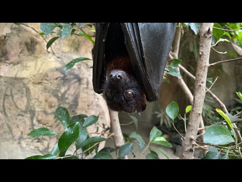 動物園マナケモノ探しながら(YouTube)