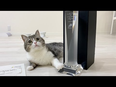 【祝】オリコンランキング1位になって表彰された猫がこちら笑(YouTube)