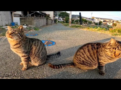 路地裏で野良猫が全力で走ってモフられにきた(YouTube)