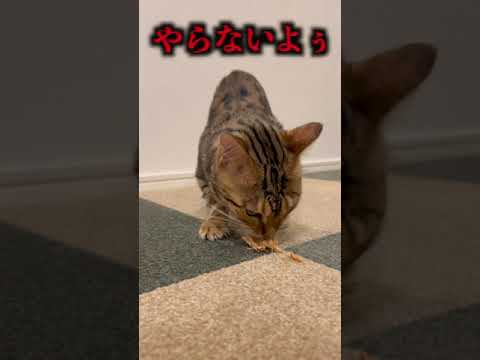 喋ってばかりで食べるのが遅い猫＃shorts(YouTube)