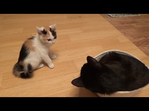 遊んであげていたつもりが子猫の入れ物を奪ってしまう黒猫(YouTube)