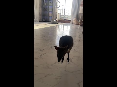 呼んだらちゃんと来るカンガルーの赤ちゃん#Shorts(YouTube)