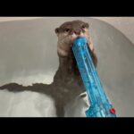 水鉄砲に立ち向かうカワウソの戦い方があまりに賢すぎた！ The way the otter fought back against the water gun was just too smart!(YouTube)