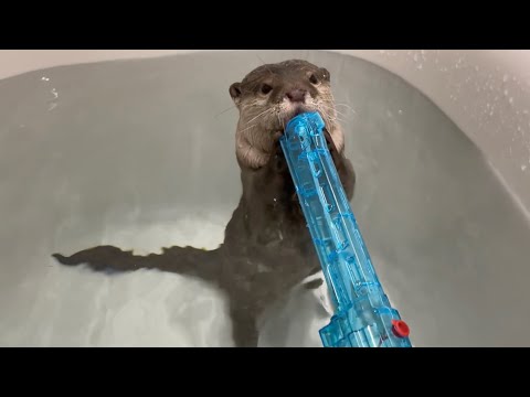 水鉄砲に立ち向かうカワウソの戦い方があまりに賢すぎた！ The way the otter fought back against the water gun was just too smart!(YouTube)