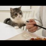 ご飯を譲ってほしくて一生懸命おねだりしてくる猫がかわいすぎたw(YouTube)