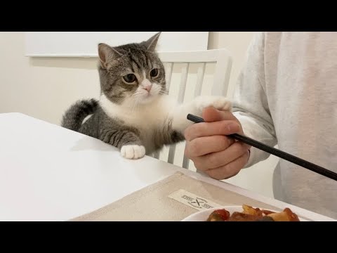 ご飯を譲ってほしくて一生懸命おねだりしてくる猫がかわいすぎたw(YouTube)