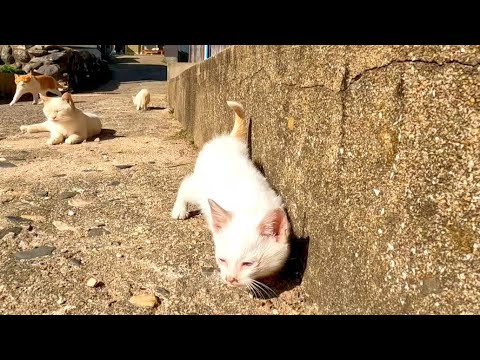 路地裏を歩き回る白子猫が可愛過ぎる(YouTube)