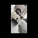 豆大福は今日も散歩に出かけますw【 #Shorts 】(YouTube)