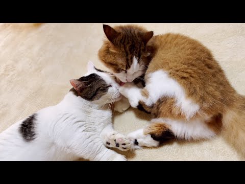 秀吉の肉球を猫吸いする猫(YouTube)