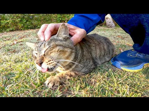 芝生にいた野良猫はベロを戻し忘れる(YouTube)