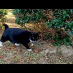 黒白猫が草むらからモフられに出てきた(YouTube)
