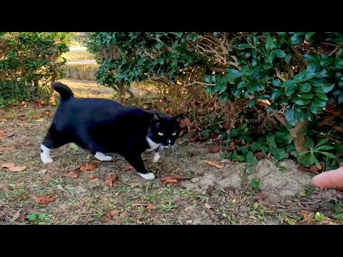 黒白猫が草むらからモフられに出てきた(YouTube)