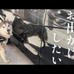 車に爪でばっこりと傷を入れていくシベリアンハスキー、顔がススまみれ。(YouTube)
