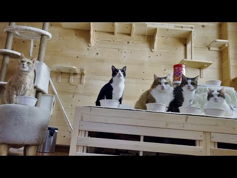 みんなでおやつが出てくるの待ってる賢い猫(YouTube)