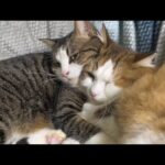 娘と一緒に布団をかぶって寝る猫(YouTube)