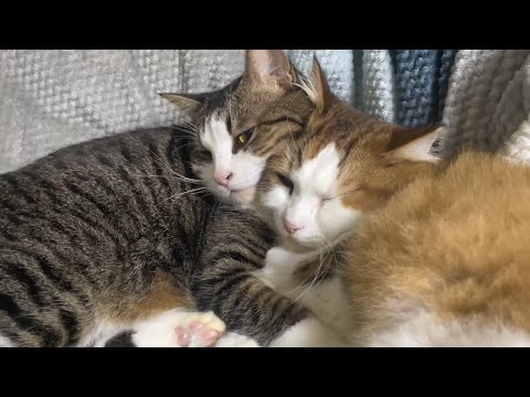 娘と一緒に布団をかぶって寝る猫(YouTube)