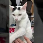 ごはん1時間前なのに自分からお手とおかわりする猫 #shorts(YouTube)
