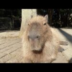 動物園Live(YouTube)