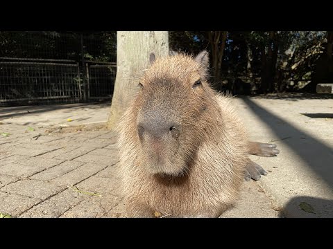 動物園Live(YouTube)