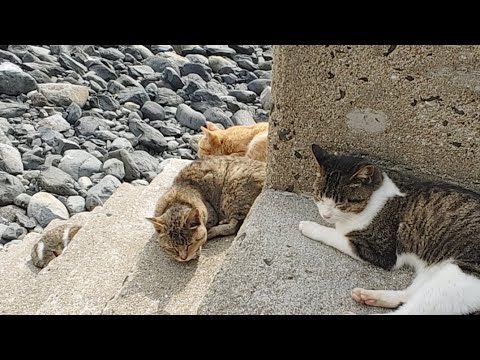 【感動猫動画】猫散歩live(YouTube)