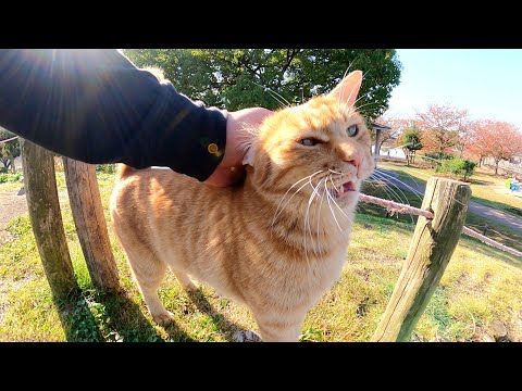 パトロール中の茶トラ猫が丘に登って公園を見渡す(YouTube)