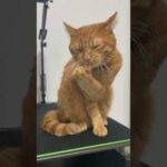 爪齧り引っ張り猫！(YouTube)