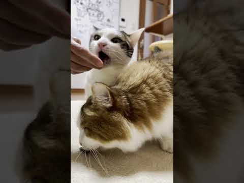 オヤジの食いかけなんか要らん猫(YouTube)
