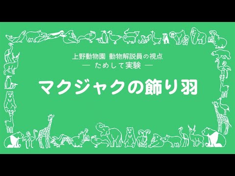 ためして実験：マクジャクの飾り羽(YouTube)