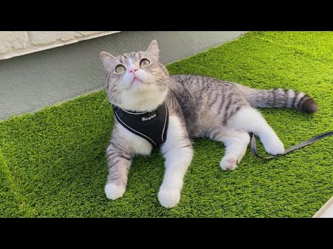 猫に専用の庭をプレゼントしたら大喜びでかわいすぎた笑(YouTube)