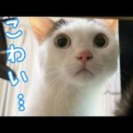 何もない場所を見て怖がりまくる猫チロさん…(YouTube)