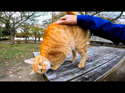 公園のテーブルにいた茶トラ猫に腰トントンするとお尻を高々と上げて喜びを表現した(YouTube)