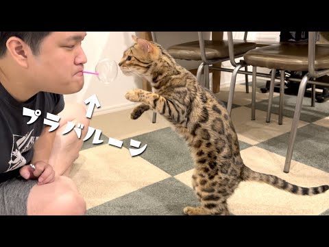 初めて見るプラバルーンに興奮してしまう猫(YouTube)