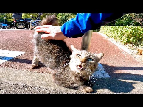 駐車場で出会った野良猫が恐る恐るモフられにきた(YouTube)