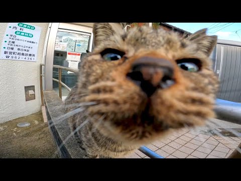 猫島の診療所にいた野良猫の鼻ドリルが強烈過ぎた(YouTube)