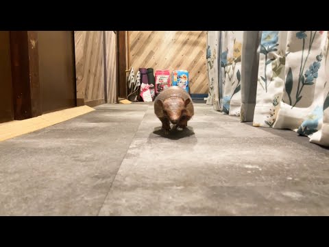 アルマジロはのんびりしてそうで意外と足が速くてびっくり！w(YouTube)