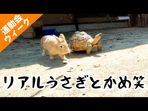 童話の通りに行けば・・・【うさぎ・かめ・リスザル】(YouTube)