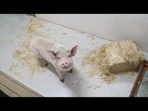 特技！！ミニブタつくねは自分で部屋を作る事ができるんです！！(YouTube)