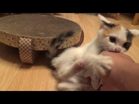 保護猫が指を喰おうとする力で噛んできます(YouTube)