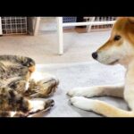 キジトラ猫のルーティンは可愛さアピールを柴犬に見てもらう事💕(YouTube)