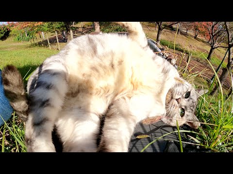 お腹を見せびらかしてくるのに、触ると攻撃してくるアザラシ猫(YouTube)